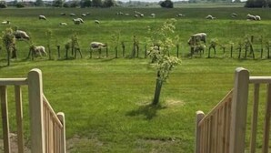 Eine Holzterrasse führt zu einem grasbewachsen Feld mit Schafen.