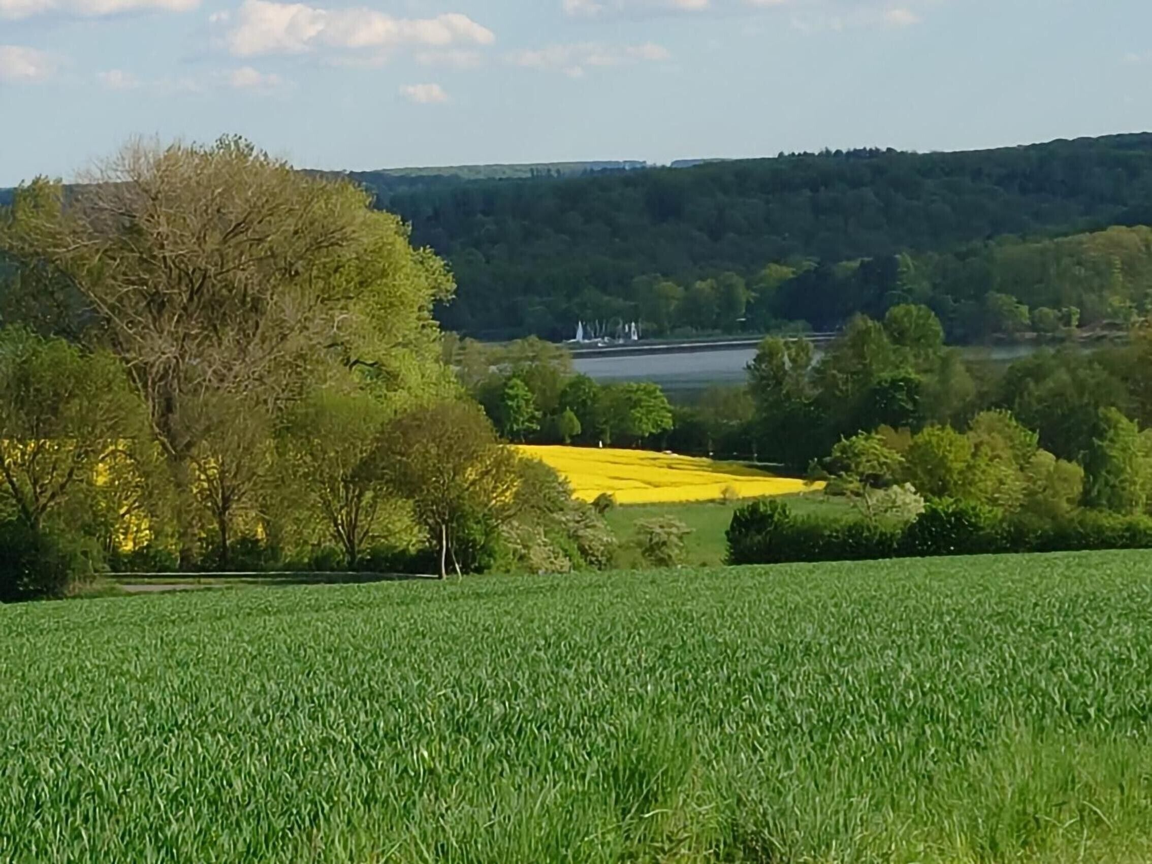 A rural landscape with a field of crops, a tree, and a distant hill.