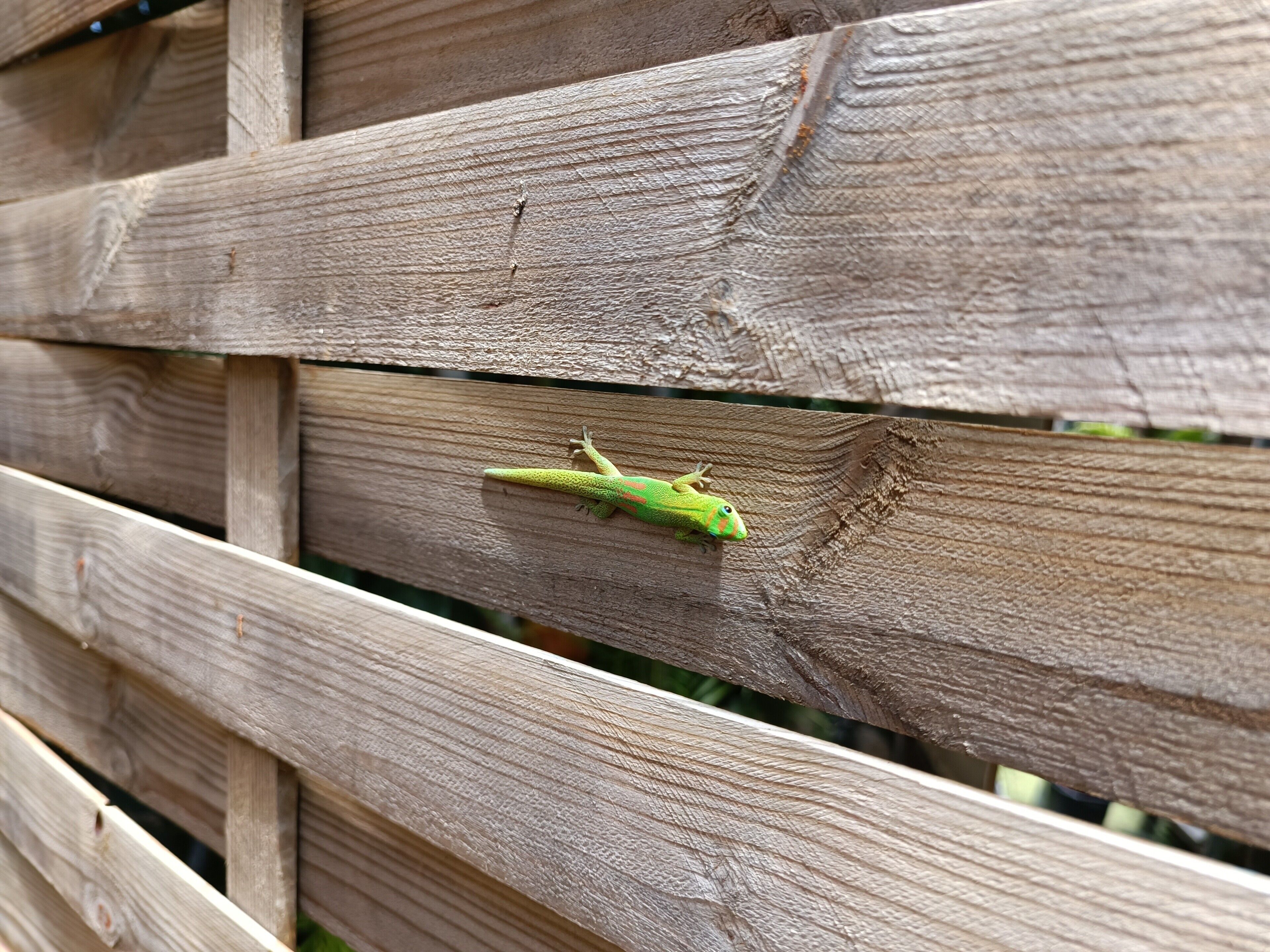 Una cerca de madera con una iguana verde encima.