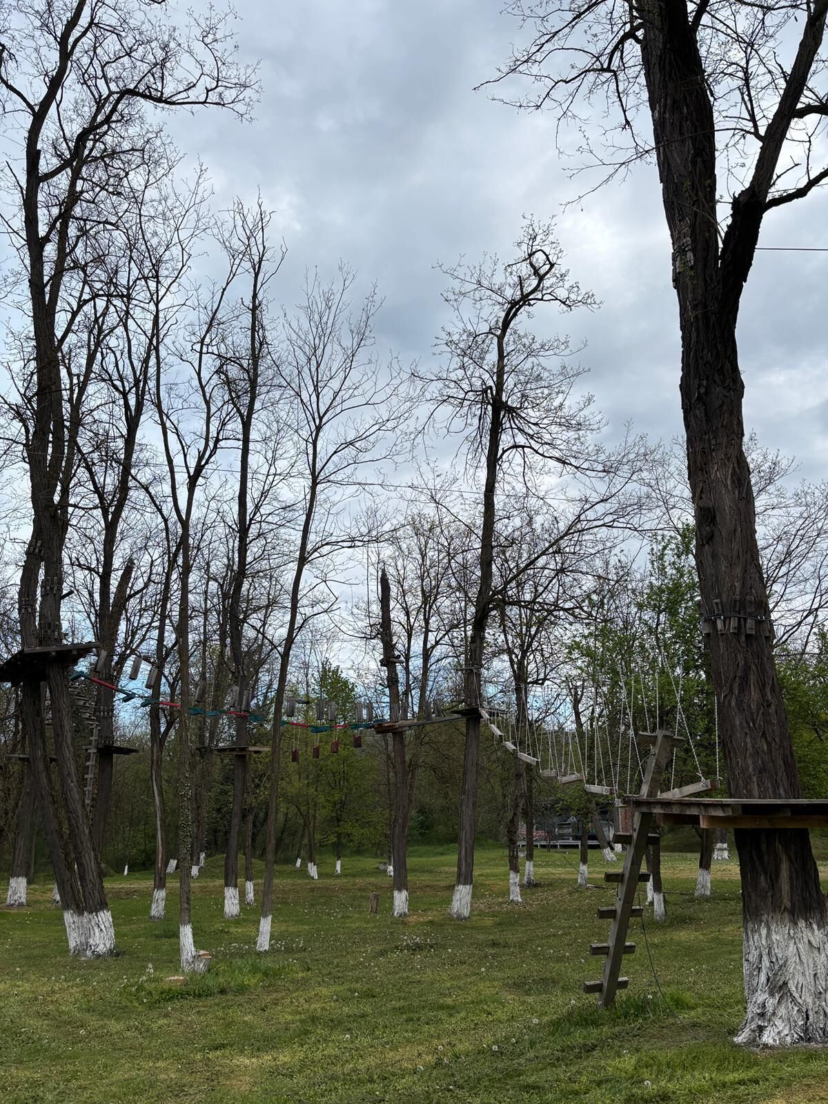 Un parco con alberi, un'area giochi con altalene in legno e una zona erbosa.