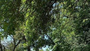 Um parque com árvores, grama e pessoas.