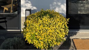 Un edificio con un cartello nero che riporta 'antidu' e una piccola pianta gialla di fronte.