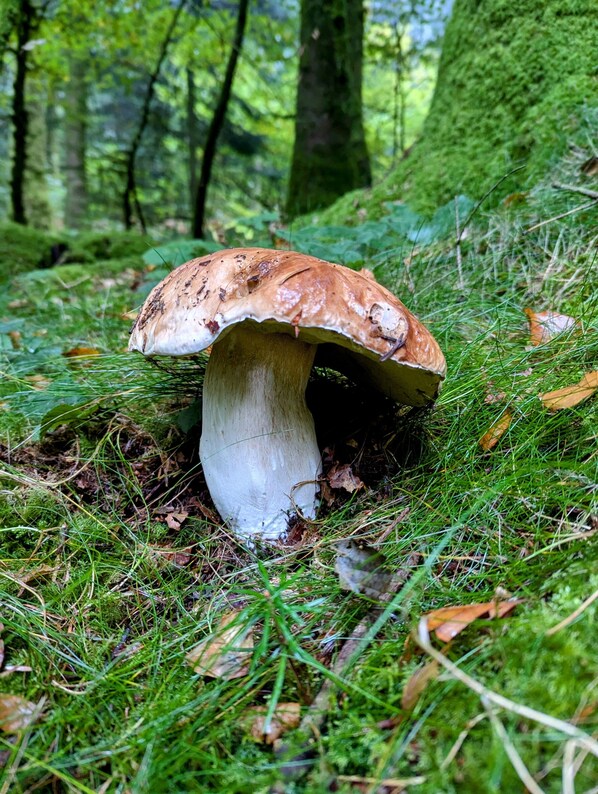 Un champignon dans une forêt.