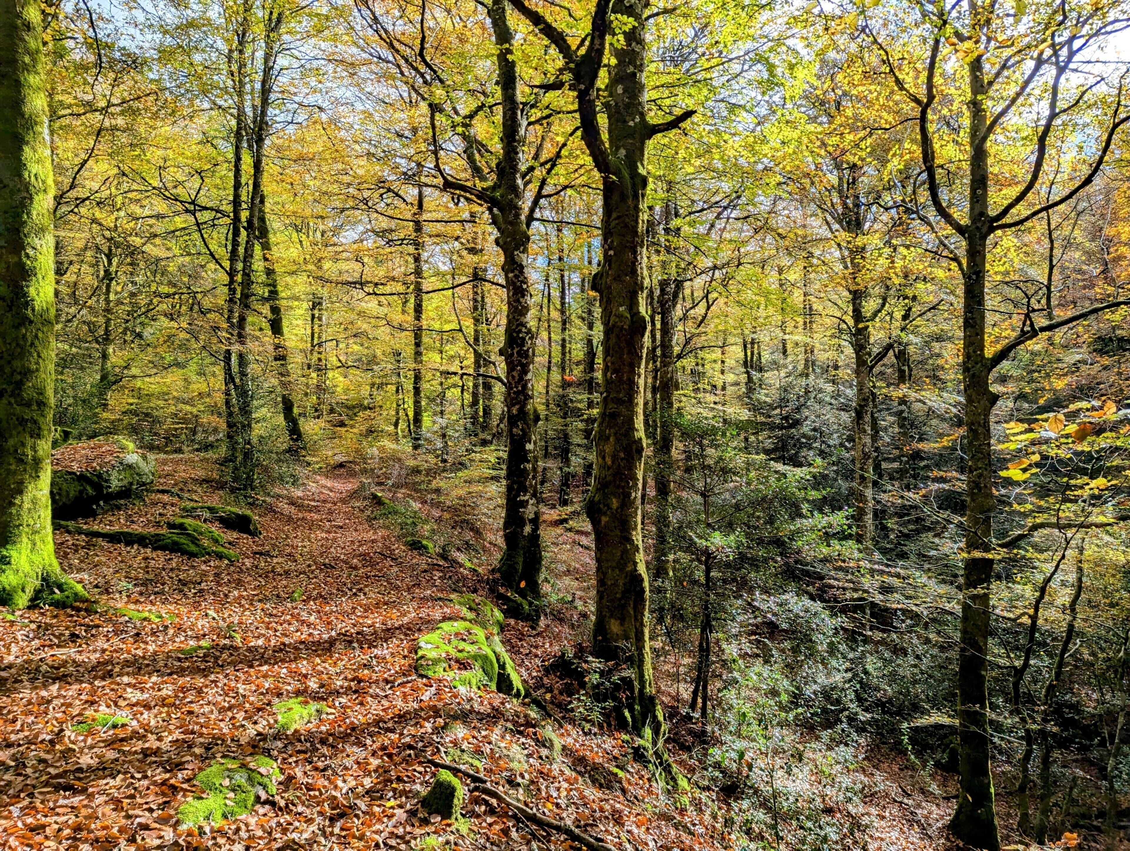 Een bosweg met bomen en gevallen bladeren.