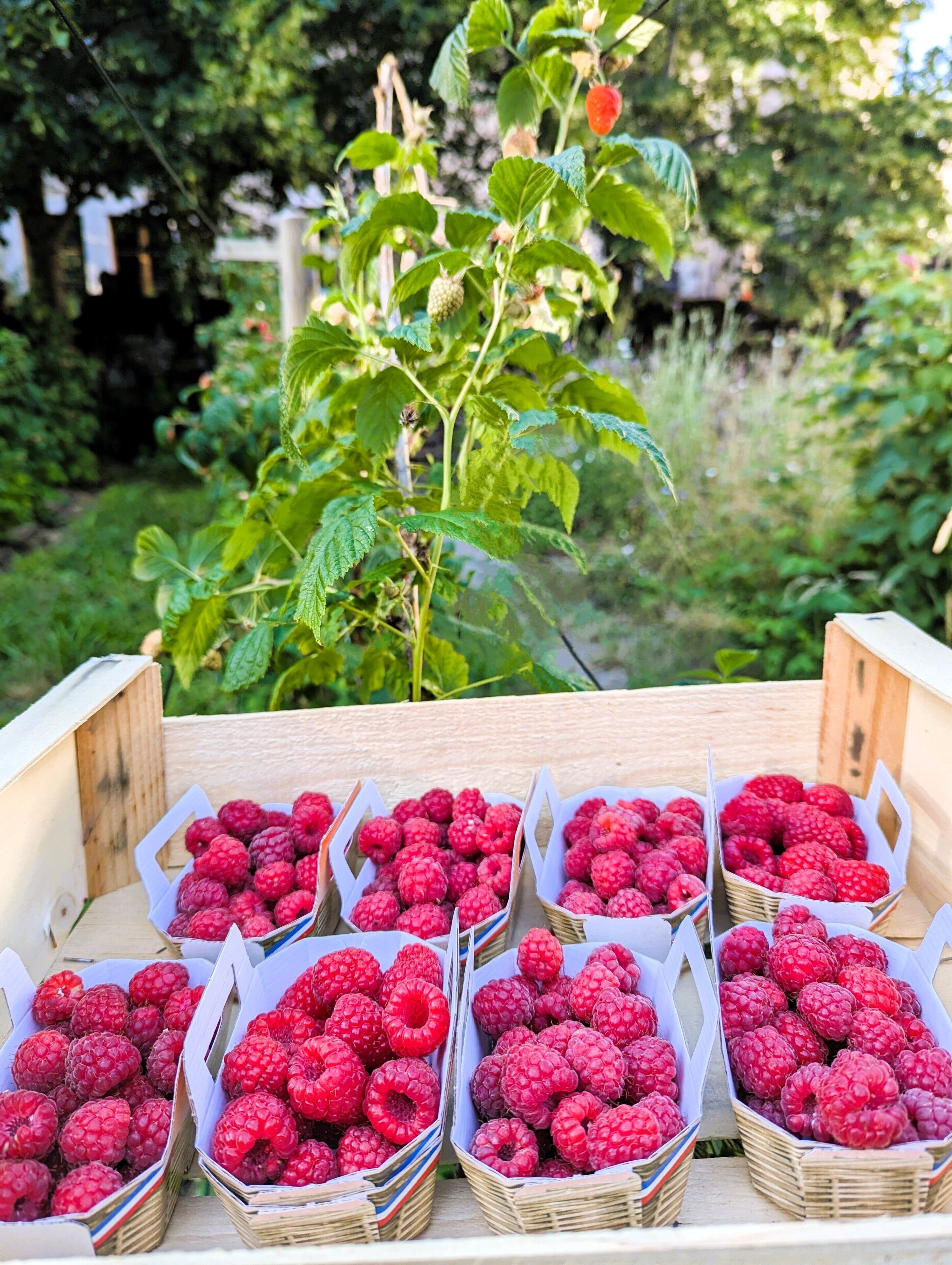 Eine Holzkiste, gefüllt mit Körben voller Himbeeren, draußen in der Natur mit einem Himbeerstrauch im Hintergrund.