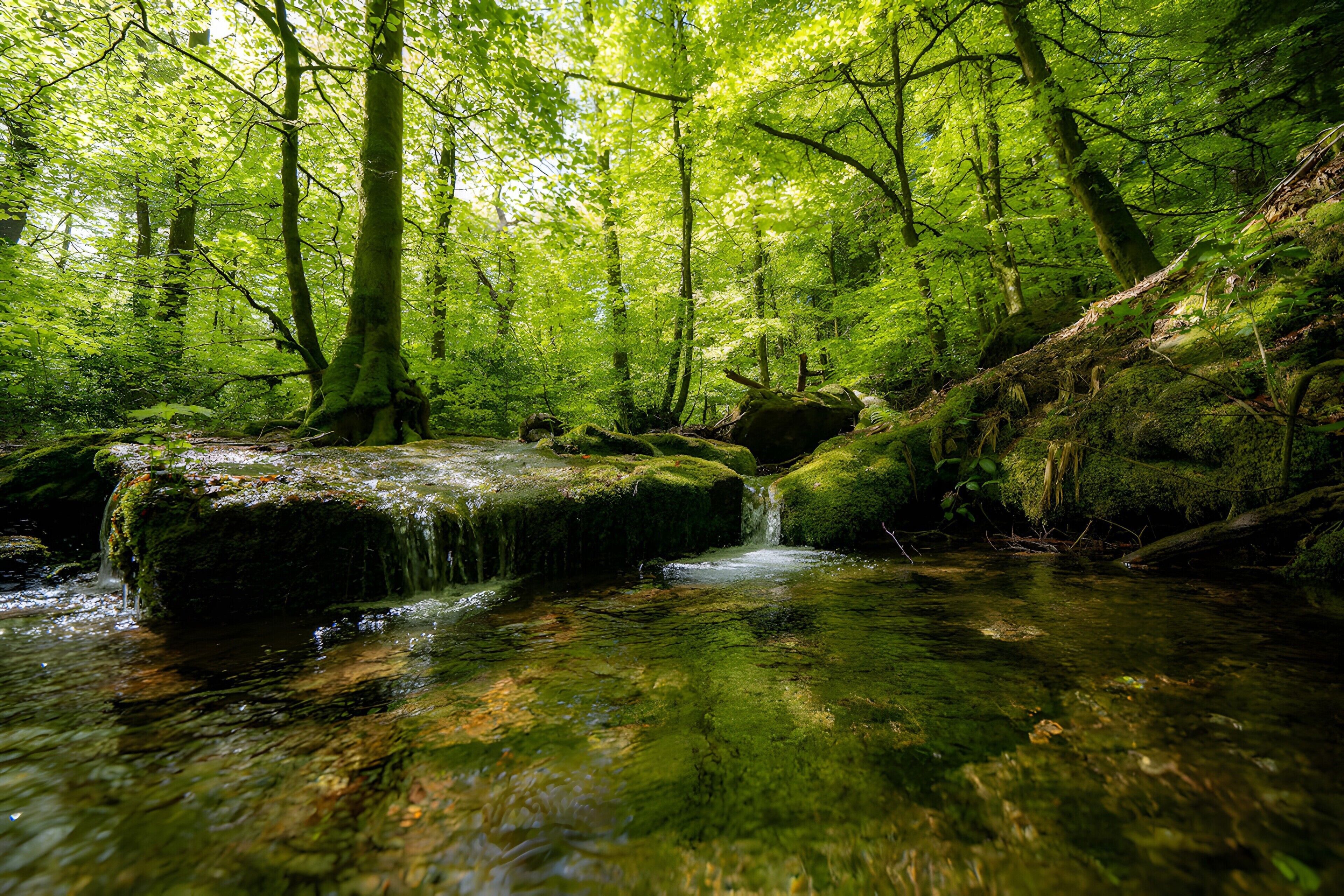 A forest stream with moss-covered rocks and dense green foliage.