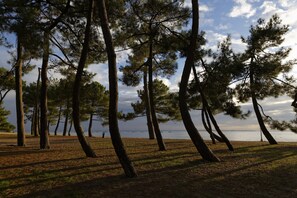 Een natuurlijk landschap met hoge dennenbomen en een waterlichaam op de achtergrond.
