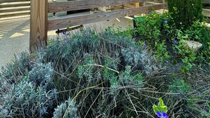 A wooden pergola structure with a sloped roof, surrounded by a garden with various plants and a tall coniferous tree. - Charming gîte near the Côte Viticole (Chevigny-en-Valière)