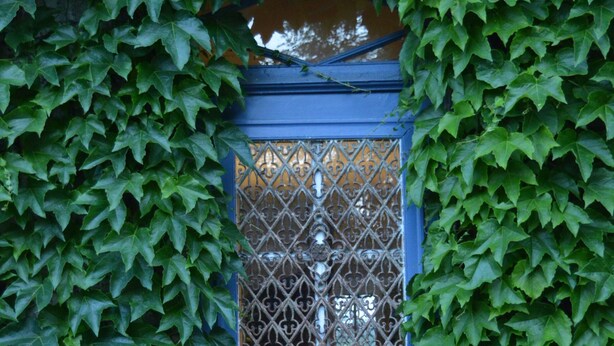 Une porte bleue, en partie masquée par du lierre vert.