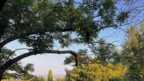 A backyard with a swimming pool, a red umbrella, and a variety of plants. - Villa Rossi Danielli (Lazio)