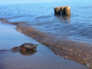 Una tortuga en una playa mojada con olas y un poste de madera al fondo.