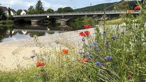 En flod med en bro, grønt og blomster.