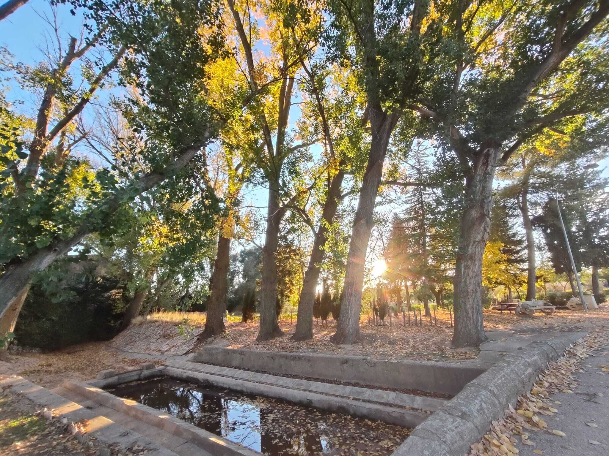 A serene outdoor area with trees, a small pond, and a stone pathway.