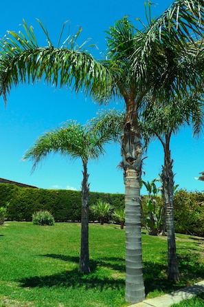 A garden with palm trees and a hedge.