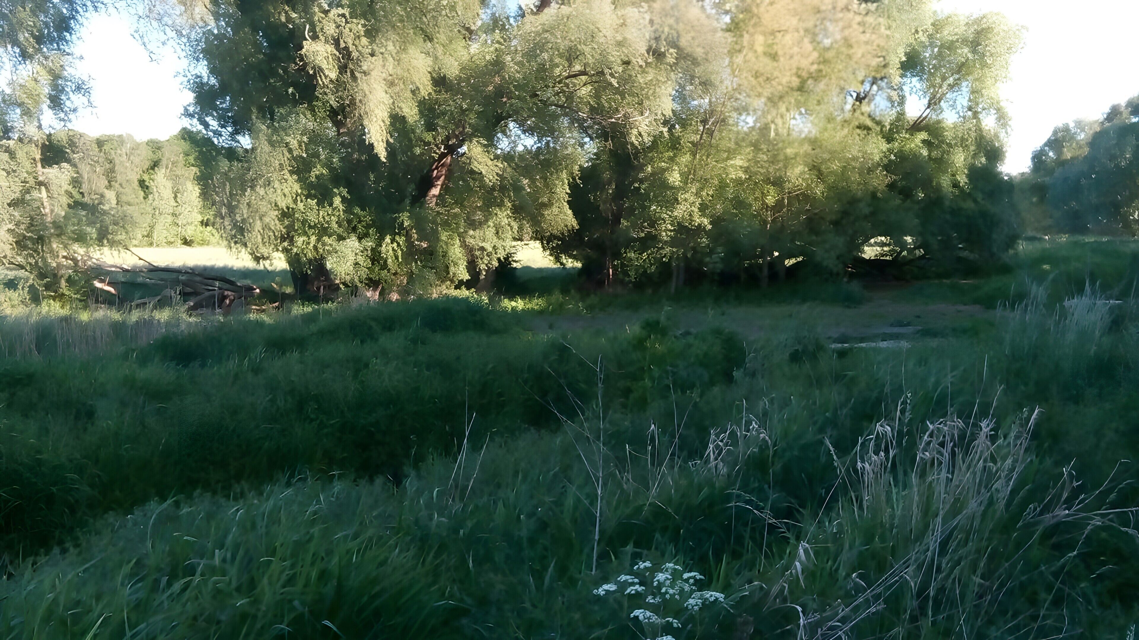 Eine natürliche Landschaft mit Bäumen und Gras.