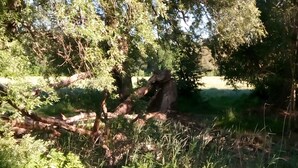 A natural outdoor setting with trees and grass. - Apartment "La Vida" for 3 Guests, 60 m² with Shared Garden, Wi-Fi and Air Conditioning (Hoppegarten)