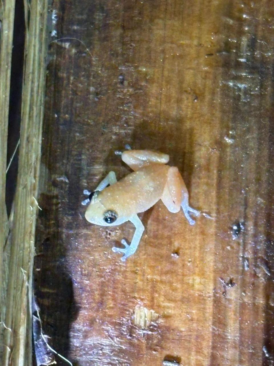 A small amphibian on a wooden surface.