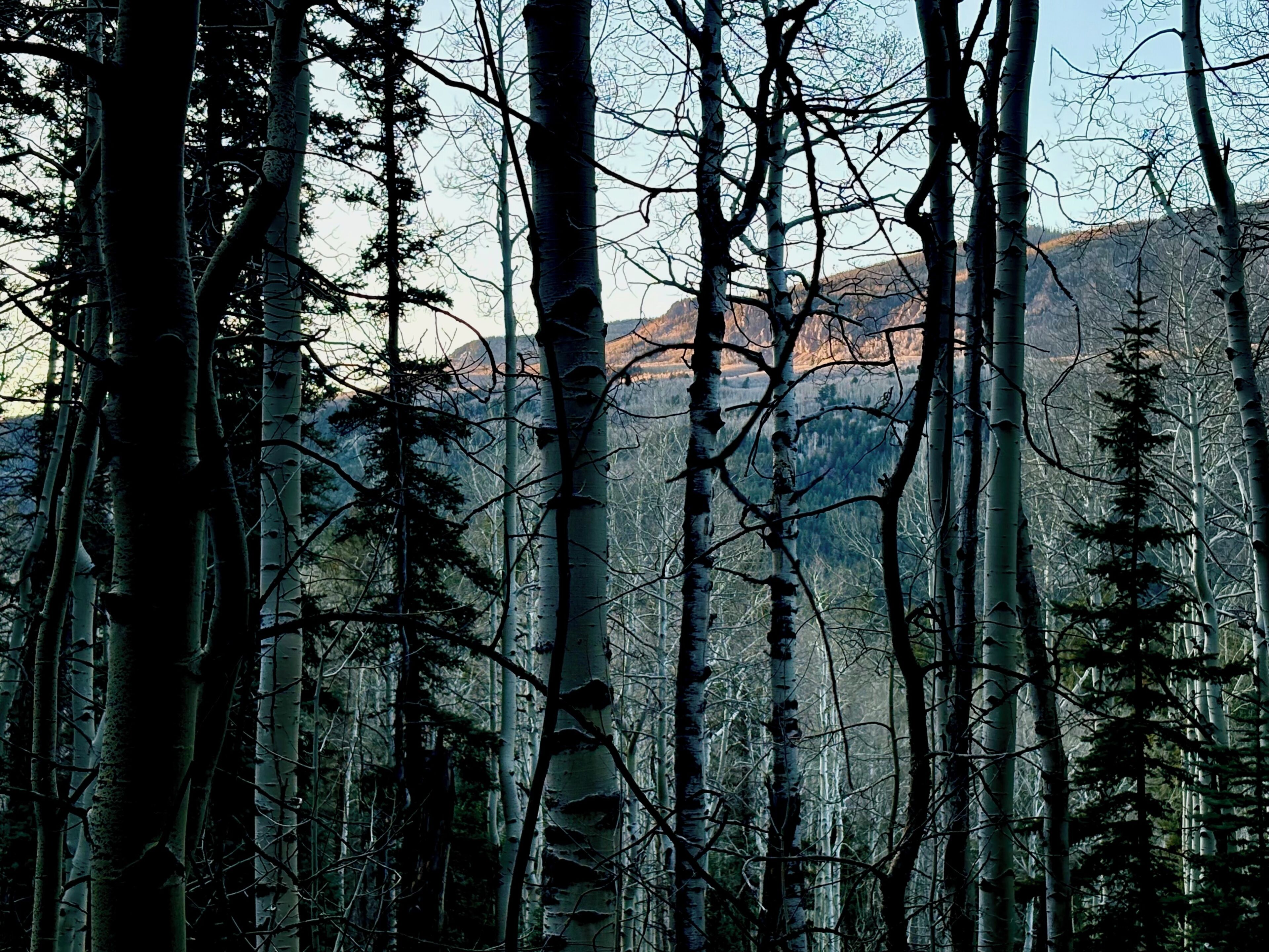 A dense forest with tall trees and a mountain in the background.