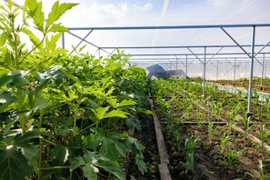 Terrace/patio - Hoàng Long Tropical - Farmstay (Ham Thuan Nam)