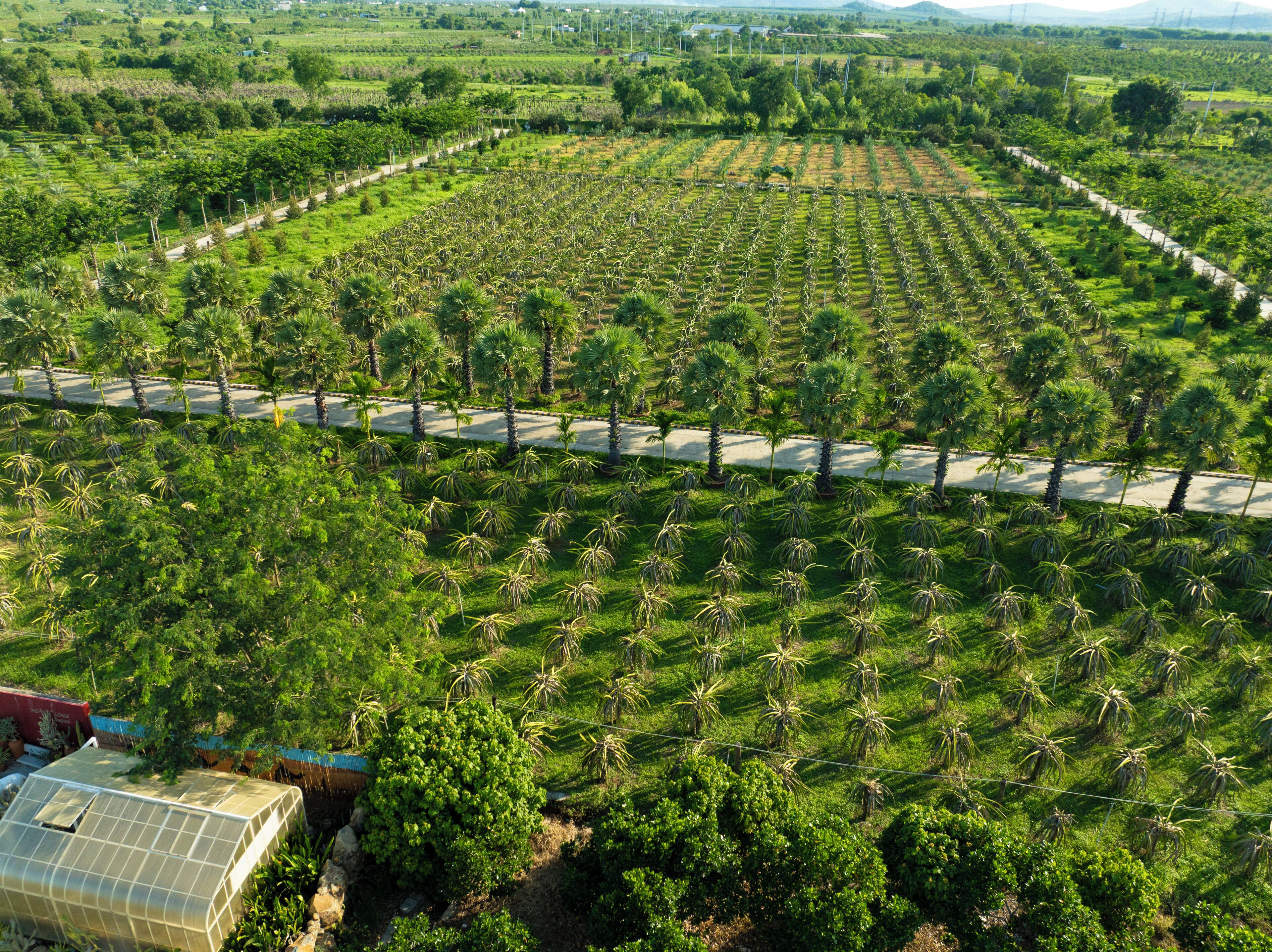Une vue aérienne d’un vaste champ agricole, avec des rangées de cultures et une route asphaltée qui le traverse.