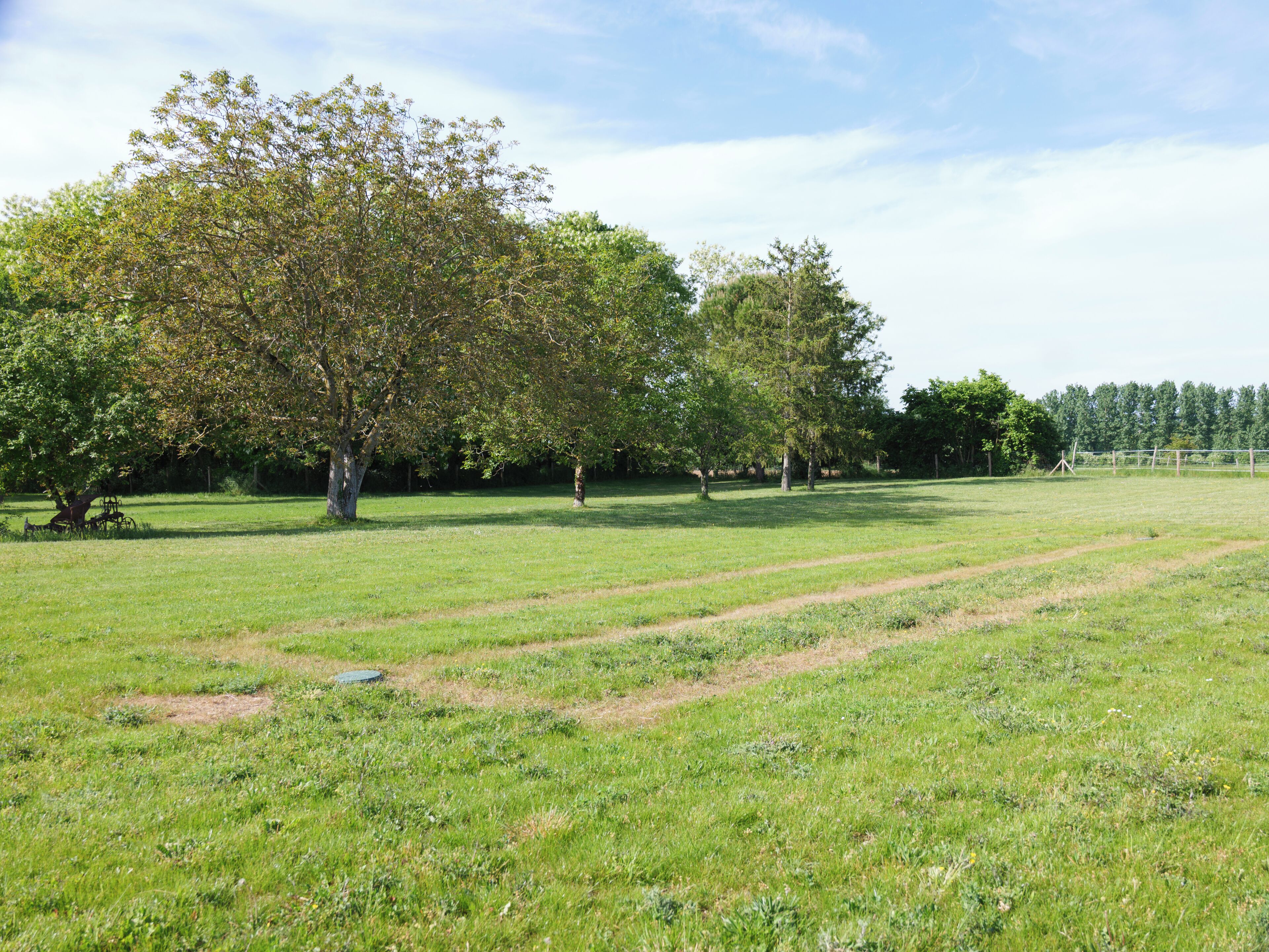 A grassy field with trees and a fence in the background.