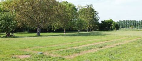 A grassy field with trees and a fence in the background.