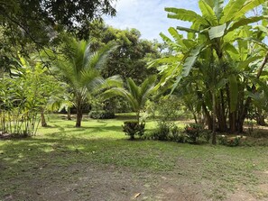Ein üppiger Garten mit Bananenstauden, Palmen und verschiedenen Sträuchern.