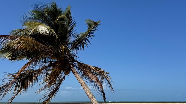 A palm tree on a sandy beach with a clear blue sky. - Cozy beachfront house for you to relax with family, friends, and pets! (Caraíva)