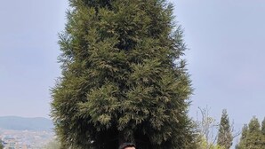 A person standing in a natural setting with a large tree in the background.