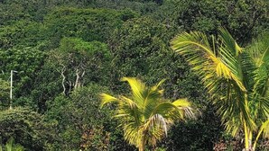 Un paysage luxuriant, avec une végétation dense et une chaîne de montagnes qui se dessine à l’horizon.