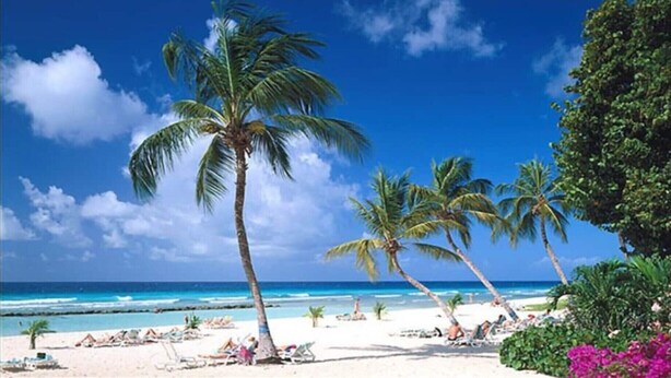 Ein Strand mit Palmen, wolkenlosem Himmel und ruhiger See.