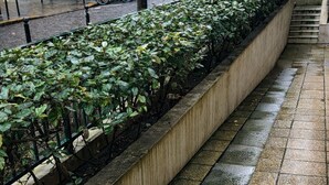 A paved walkway with a planter box containing green foliage. - Parisian studio in the 17th district, fully equipped with balcony (Paris)