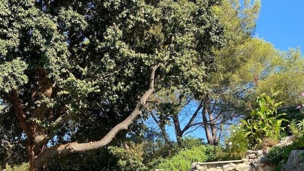 A clear pool with stone steps leading up to a rocky area with trees. - 🌿 A Hidden Paradise Between Nice and Villefranche (Nice)