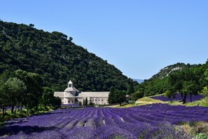A building with a tower, surrounded by lavender fields and forested hills.