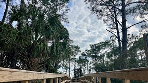A wooden boardwalk leading through a forest with tall trees and a clear sky. - 3rd Floor ~ Amazing Views (Dauphin Island)