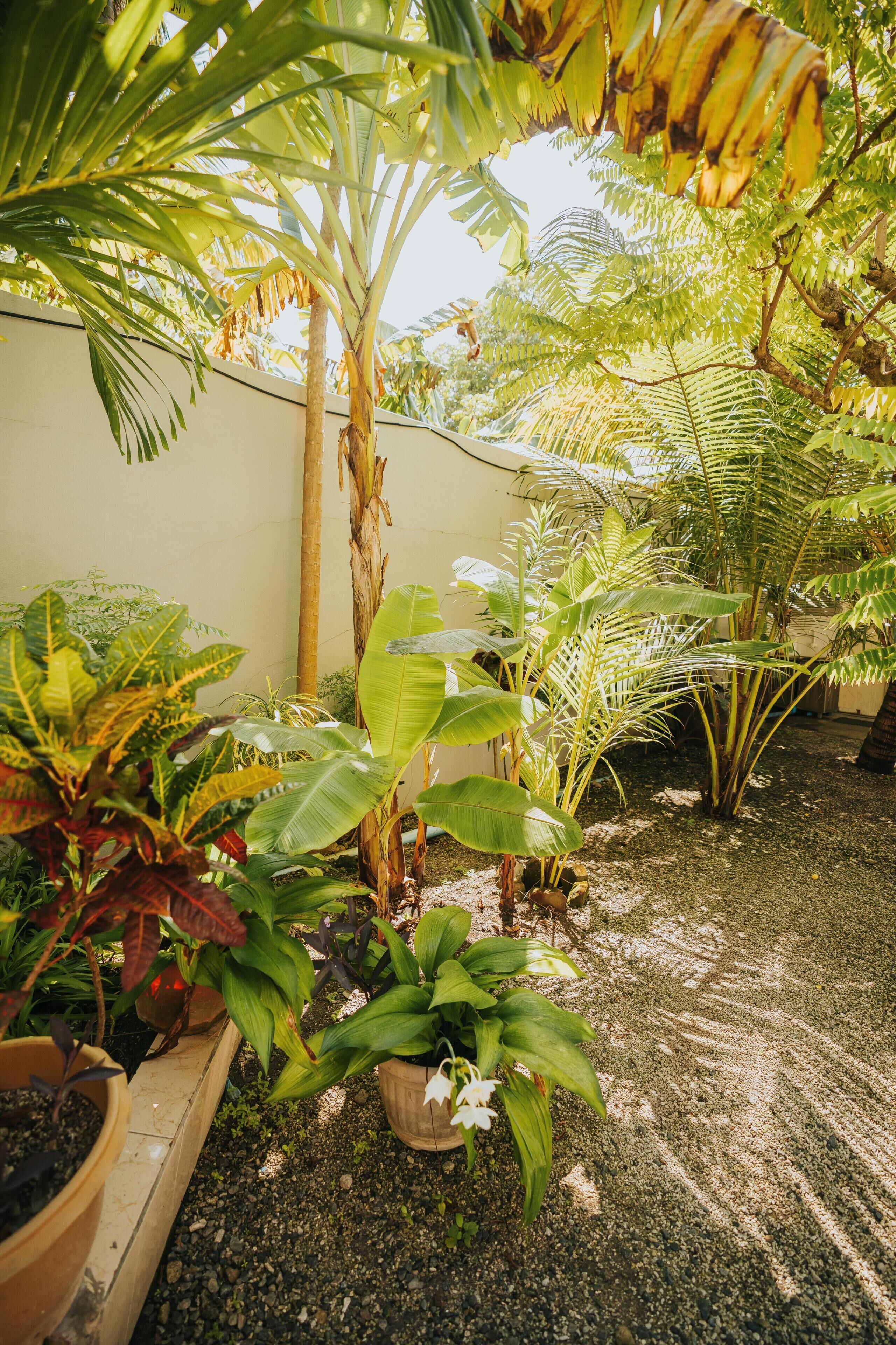 A garden with various plants, a palm tree, and a gravel path.