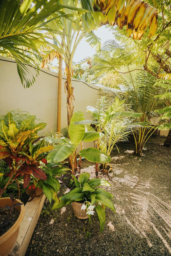 Un jardín con diversas plantas, una palmera y un sendero de grava.