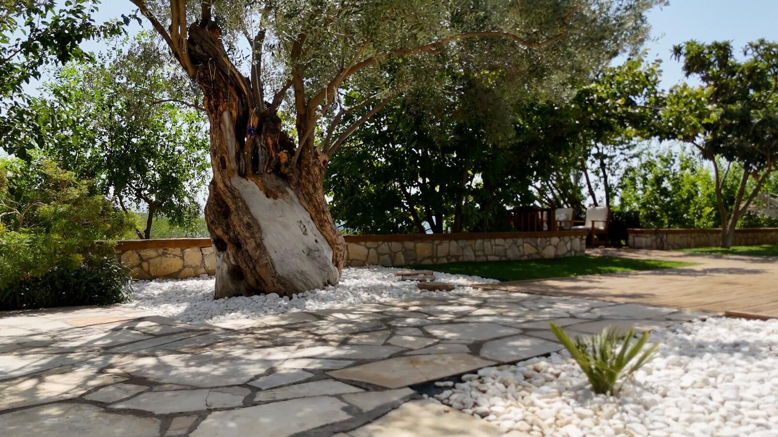 A stone pathway leading to a large tree with a white trunk, surrounded by white pebbles and greenery.