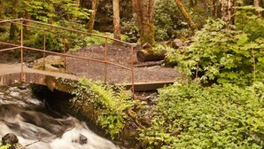 Un puente sobre un arroyo en un área boscosa.