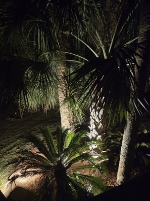 A palm tree with a trunk and fronds illuminated by artificial light, surrounded by a garden with a wooden fence and a stone wall. - Fantastic 3-bedroom mobile home with AC in Ocean Lakes Campground Myrtle Beach (Myrtle Beach)