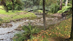 A natural landscape with a stream, a bridge, and surrounding greenery.
