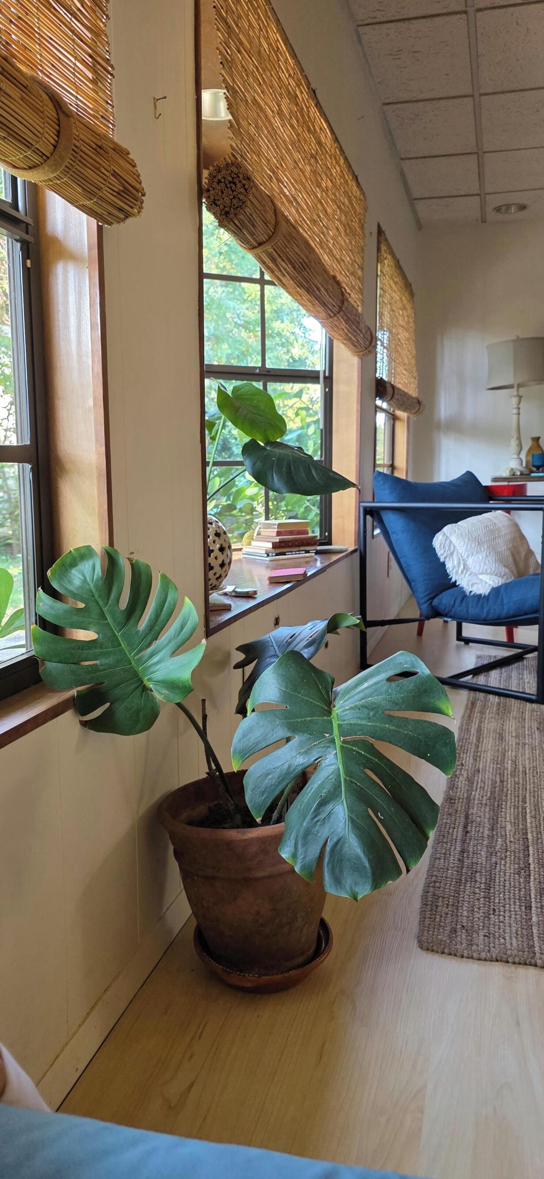Quarto com uma grande planta monstera em vaso, uma cadeira azul e janela com vista para área verde.
