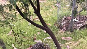 An echidna in a grassy area with trees and a fence in the background. - Froggy’s Quarters Cabin 9 - Wombat (Halls Gap)