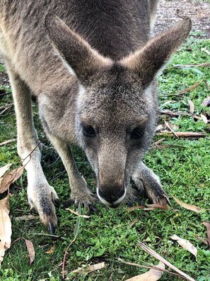 Miscellaneous - Froggy’s Quarters Cabin 9 - Wombat (Halls Gap)