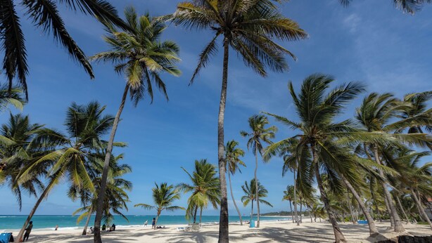 Una playa con palmeras y un cielo despejado.
