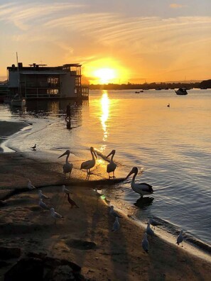 Beach - Tropical Noosa Riverside Villa (Noosa Region)