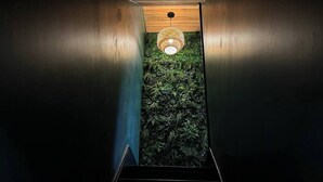 En trappa leder upp till ett rum med ett träpanelat tak och en vägg täckt av grönt lövverk.