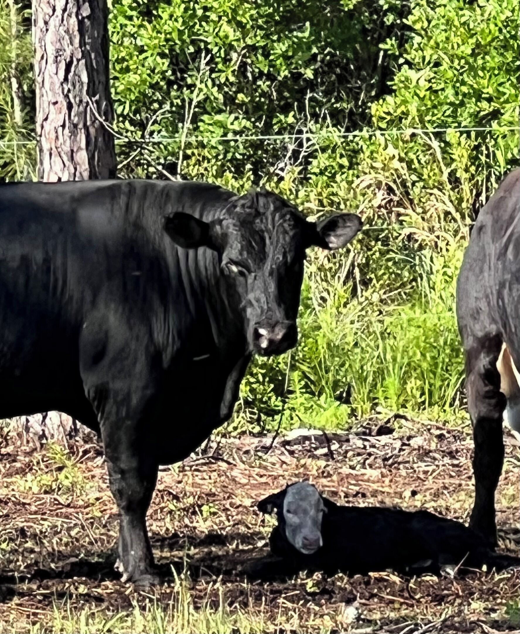 A black cow standing in a natural setting with trees and grass.