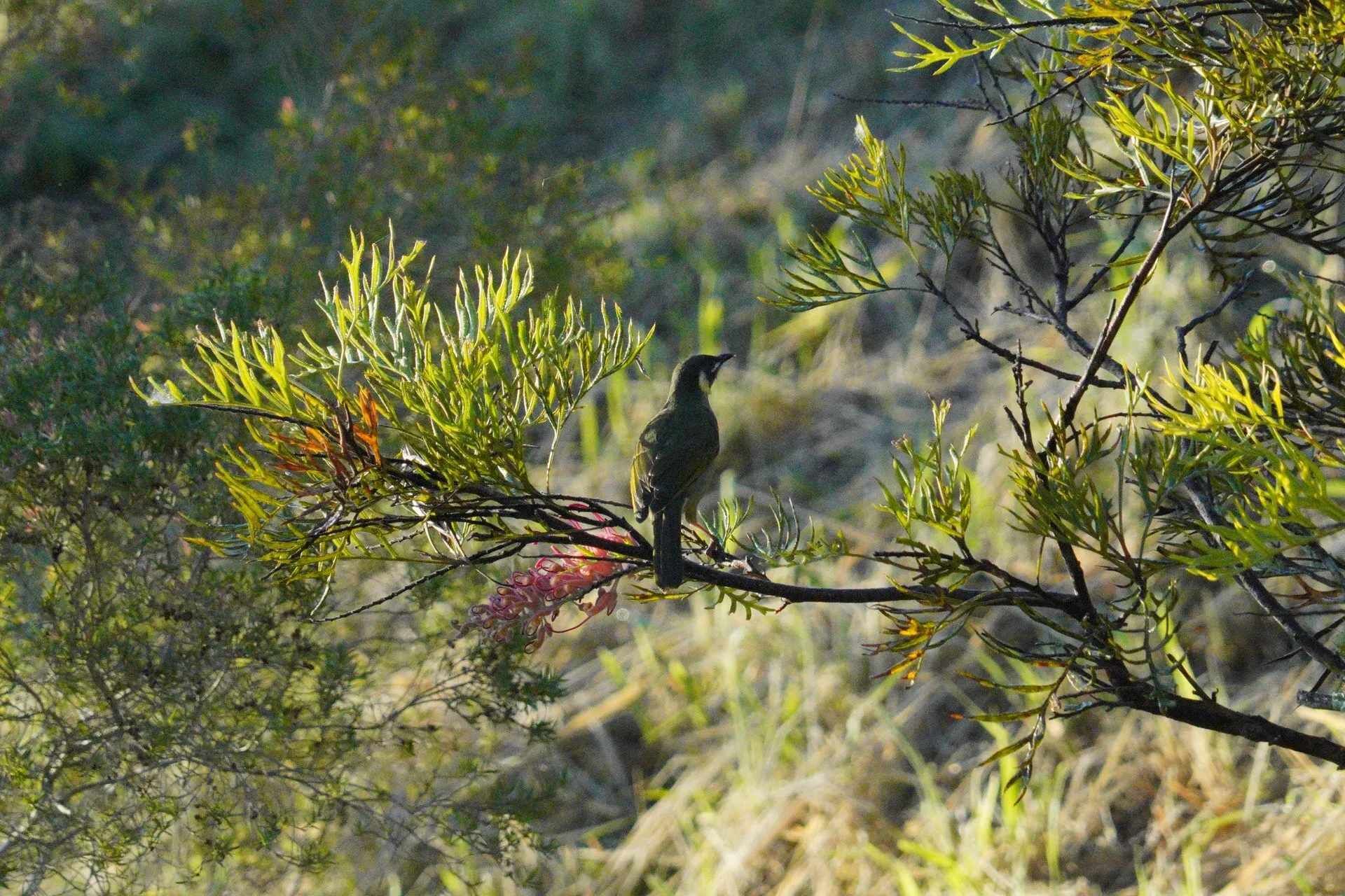 A bird perched on a branch with sparse foliage.