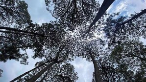 A view of tall trees from a low angle, looking up towards the sky.